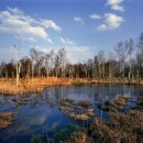 Slavkov forest