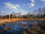 Slavkovský forest